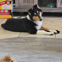 DRAGON - Black white and tan male Collie puppy in Lancaster, California from Kaslynkay's Collies