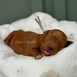 River (Grey collar) - Apricot male Goldendoodle puppy in Salem, Utah from Aspen Doodles