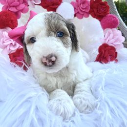 Aussiedoodle and Goldendoodle Puppies from Cuddly Doodles