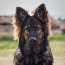 Xenavi  - German Shepherd