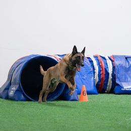 Belgian Malinois Puppies from Morning Star Malinois