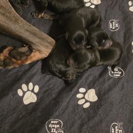 Girl 4 - Black and rust female Doberman Pinscher puppy in Vale, North Carolina from Von Katzenstein Kennel