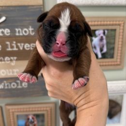 Orange Collar Fawn Male - Fawn male Boxer puppy in Alpine, New York from Kickin Rooster AKC Boxers