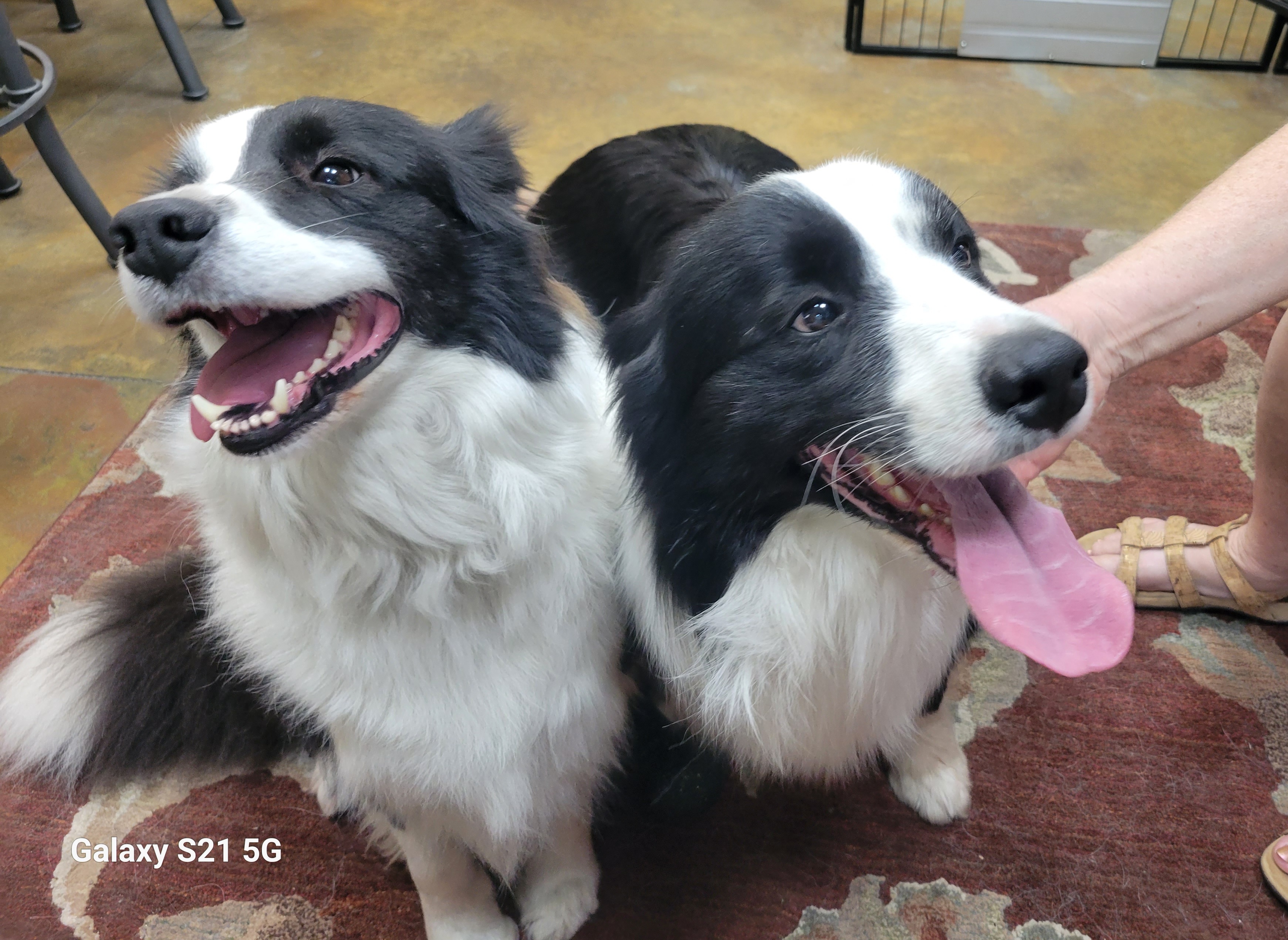 Border Collies from Lucky For You Floridian Border Collies