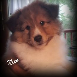 Shetland Sheepdog Puppies from Sheltiepal
