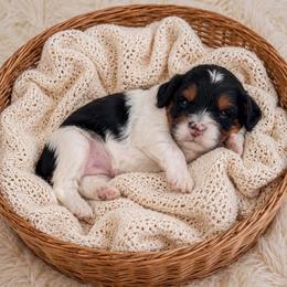 Zion - Tri-color male Cavapoo puppy in Salt Lake City, Utah from SunnySide Mini Doodles