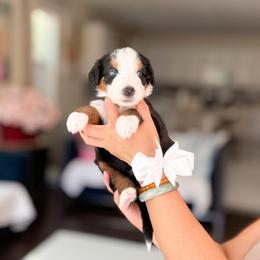 Cody-White Collar - Tri-color male Bernedoodle puppy in Ontario, California from Teddy Doodles & Standard Poodles
