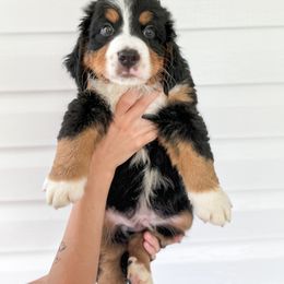 Bernedoodle, Bernese Mountain Dog, and Goldendoodle Puppies from Red Door Canines