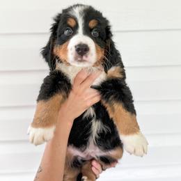 Bernedoodle, Bernese Mountain Dog, and Goldendoodle Puppies from Red Door Canines