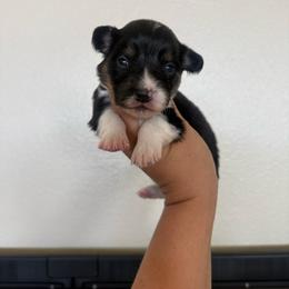 Atlas - Black and tan male Pembroke Welsh Corgi puppy in Red Bluff, California from Wilder Ranch Corgis