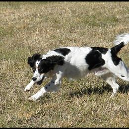 Taz - English Springer Spaniel