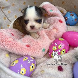Peeps - Black sabled fawn female Chihuahua puppy in Naples, Florida from Naples Tiny Dogs