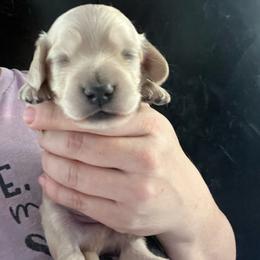 Boy 2 - Cream male Dachshund puppy in Bigfork, Minnesota from Dachshunds Up North