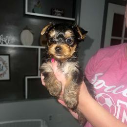 Bowie - Black and gold male Yorkshire Terrier puppy in Lakeland, Florida from You Me & The Yorkies