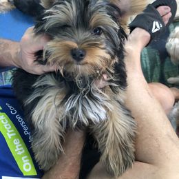 Yorkshire Terrier Puppies from Jackie Jenny’s Precious Yorkies