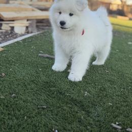 Labrador Retriever and Samoyed Puppies from Carefree Samoyeds & Deserthills Labradors