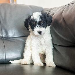 Theo - Tri-color male Bernedoodle puppy in Saint George, Utah from Fitzdoodles