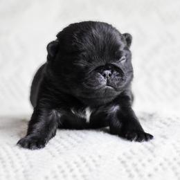 Bogart - Black male Pug puppy in Caldwell, Ohio from Folklore Kennel