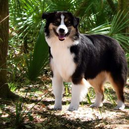 Marlow - Miniature American Shepherd