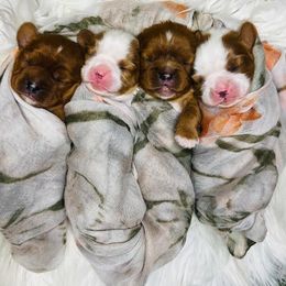 Cavalier King Charles Spaniel Puppies from Echo Valley Cavaliers