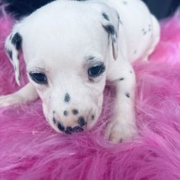 Pluto - LUA - White and black male Dalmatian puppy in Sedalia, Missouri from Missouri Dalmatians