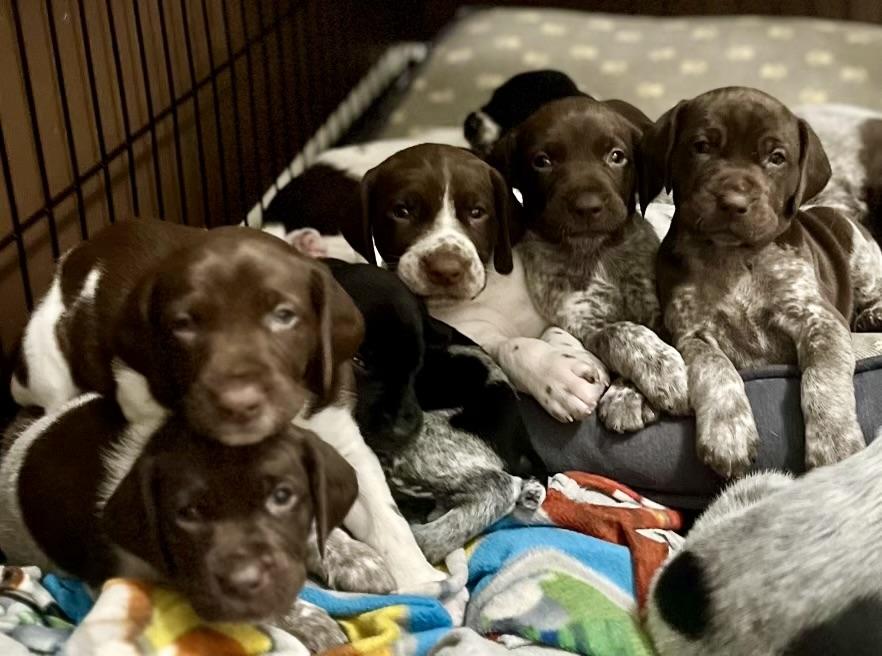Spotted Lane Farm in Michigan German Shorthaired Pointer puppies Good Dog