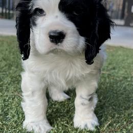 Catahoula Leopard Dog and Cocker Spaniel Puppies from Rich Cat’s