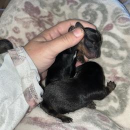 Boy 2 - Black and tan male Dachshund puppy in Gulfport, Mississippi from Candy & Caits Farmstead Mini Doxies