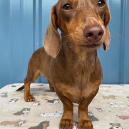 Kenzie - Dachshund