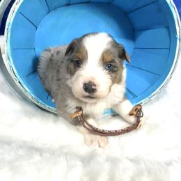 Tazz - Blue merle male Australian Shepherd puppy in Vail, Iowa from Homegrown Huskies