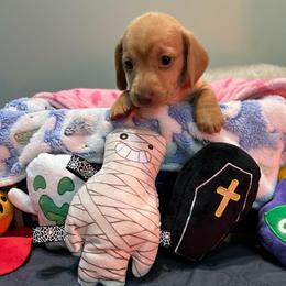 Girl 4 pink collar - Cream female Dachshund puppy in Gulfport, Mississippi from Susan's Dachshunds