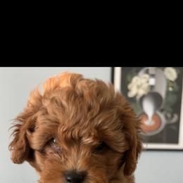 Poodles from Bella Precious Poodles