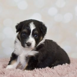 Cinderella - Black tri female Toy Australian Shepherd puppy in Wichita Falls, Texas from Shooting Stars Ranch Toy and Mini Aussies