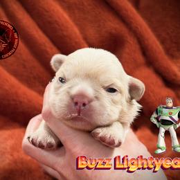Buzz Lightyear  ( Fluffy) - Cream male French Bulldog puppy in Salem, Oregon from Toy House Frenchies