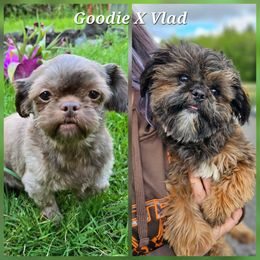 Shih Tzu puppies from Garrard Creek Shih Tzus