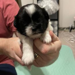 Shorkie Puppies from Strong Puppies