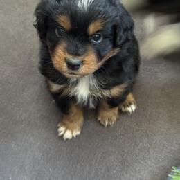 GJ - Black tri male Miniature Australian Shepherd puppy in Gunnison, Colorado from McMillan Aussies