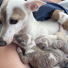Italian Greyhounds and Miniature Pinschers from White Stone Ranch