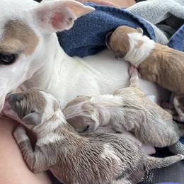 Italian Greyhounds and Miniature Pinschers from White Stone Ranch