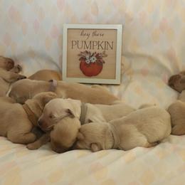 Golden Retriever Puppies from Golden M Family Farms