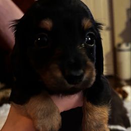 Boy 1 - Black male Dachshund puppy in Blue Ridge, Texas from Texas Mini Dachs