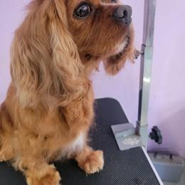 Maggie - Cavalier King Charles Spaniel