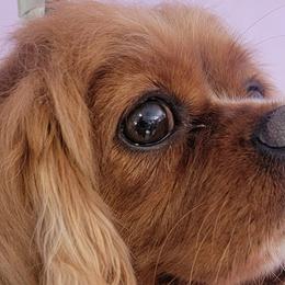 Maggie - Cavalier King Charles Spaniel