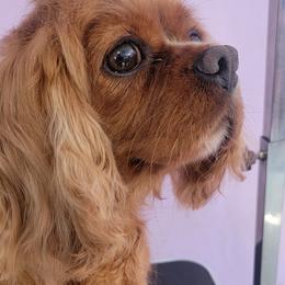 Maggie - Cavalier King Charles Spaniel