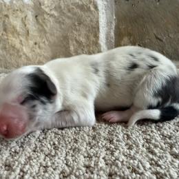 Puppy 4 - Blue merle female Border Collie puppy in Readstown, Wisconsin from By Design Farm