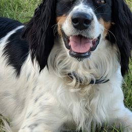 English Springer Spaniel All Grown Up from Sho-Me Springers