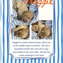 Maggie- coral - Apricot female Goldendoodle puppy in Carlton, Minnesota from Lakeside Doodles MN