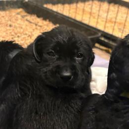 Orange black male 1 - Black male Labrador Retriever puppy in Menifee, California from The Golden Leash Kennels