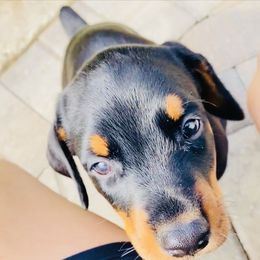Doberman Pinscher Puppies from TeatreeDoberman