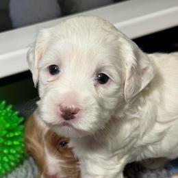 Ruby (Pink Collar) - Apricot female Australian Labradoodle puppy in Mount Gilead, North Carolina from Tillery Labradoodles